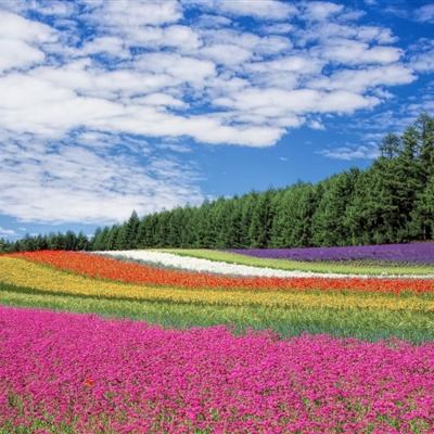 蒸好玩免费下载